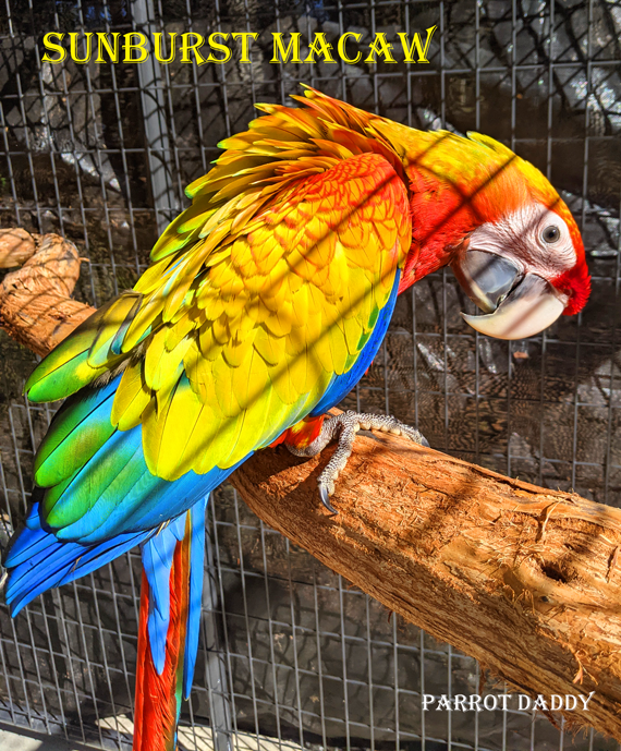 SunBurst Macaw by Parrot Daddy